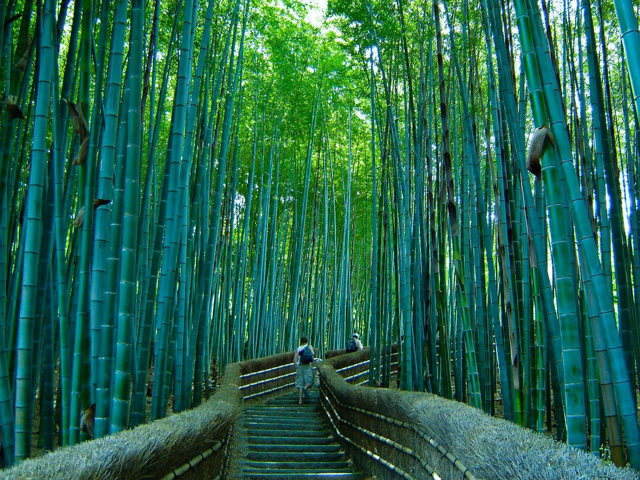 Arashiyama Wallpapers Top Free Arashiyama Backgrounds WallpaperAccess