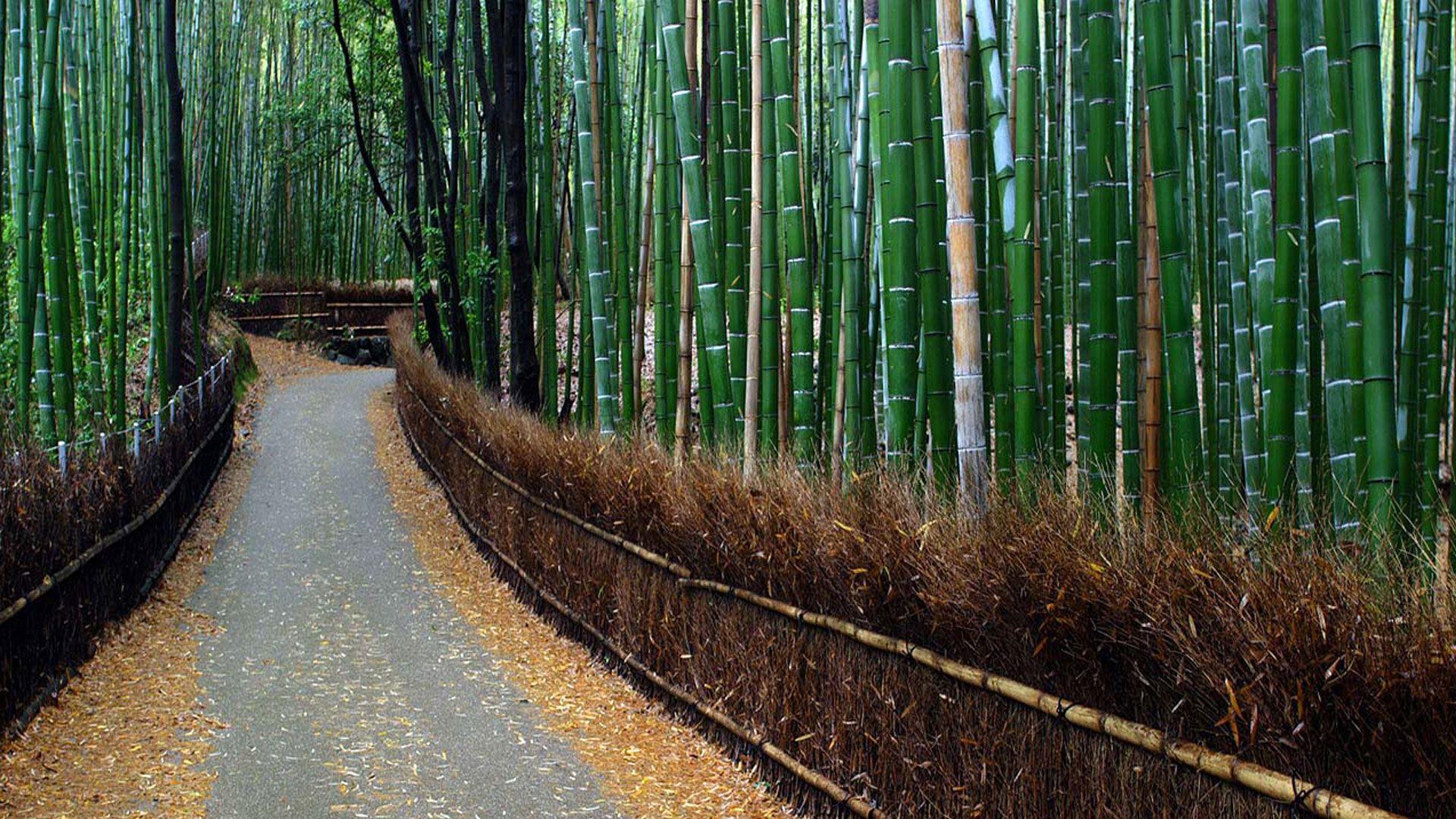 Arashiyama Wallpapers Top Free Arashiyama Backgrounds WallpaperAccess