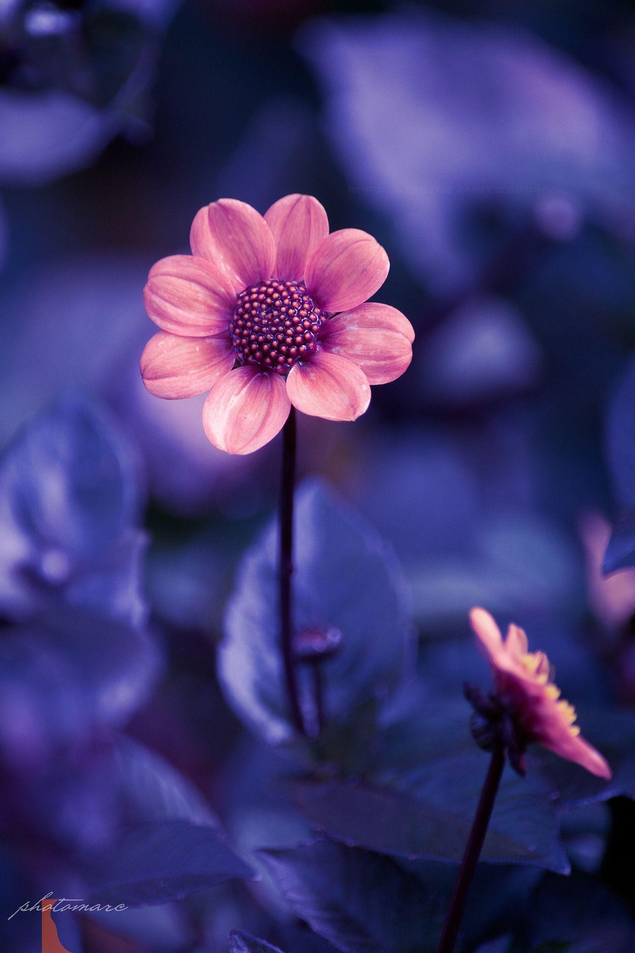 Pretty Flower Phone Wallpapers Top Free Pretty Flower Phone Backgrounds WallpaperAccess