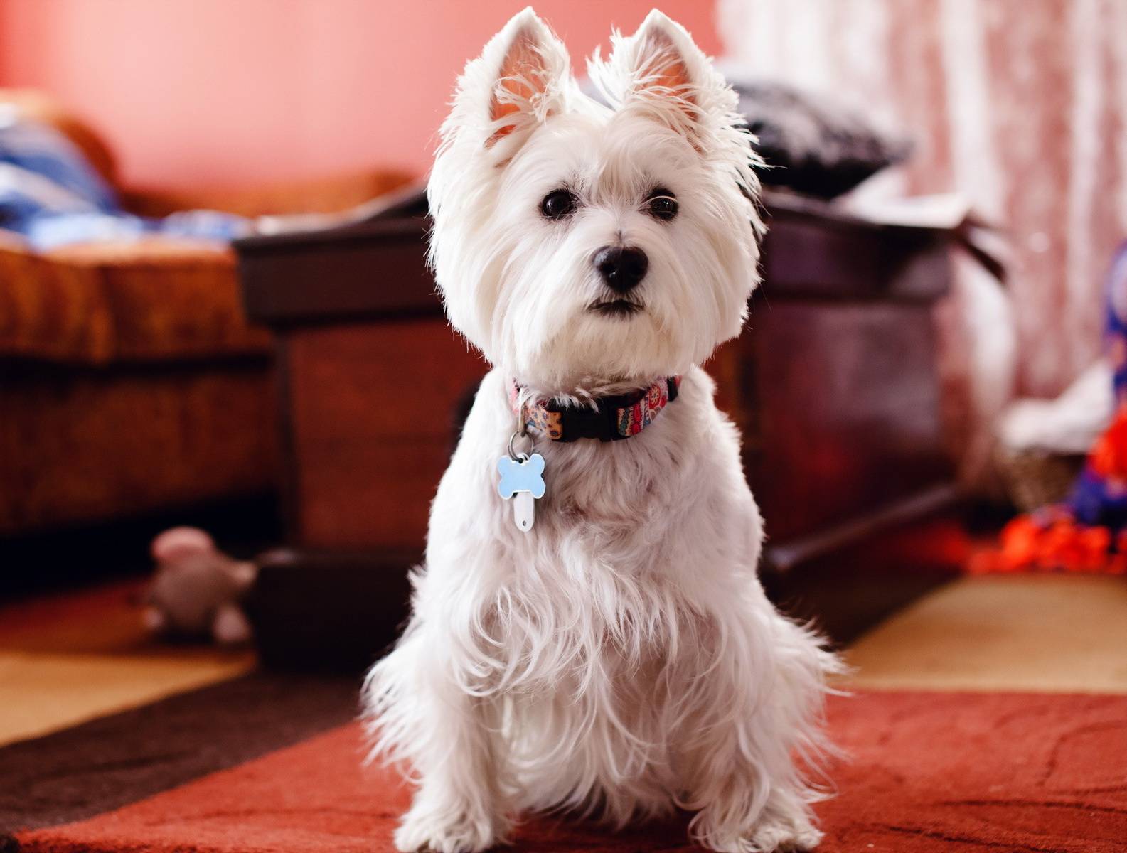 White Dog Wallpapers Top Free White Dog Backgrounds WallpaperAccess