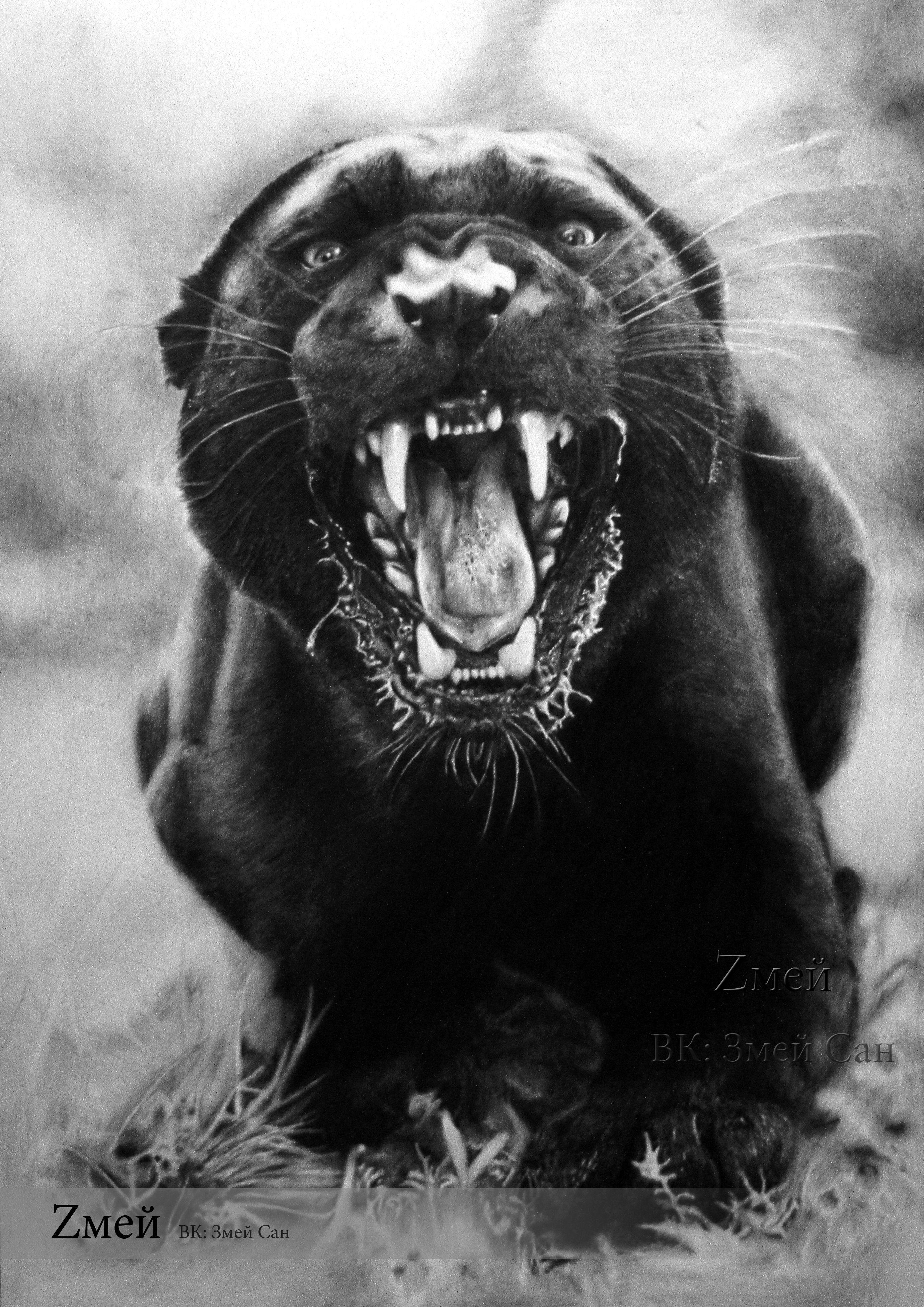 Angry Black Panther Animal Wallpapers Top Free Angry Black Panther