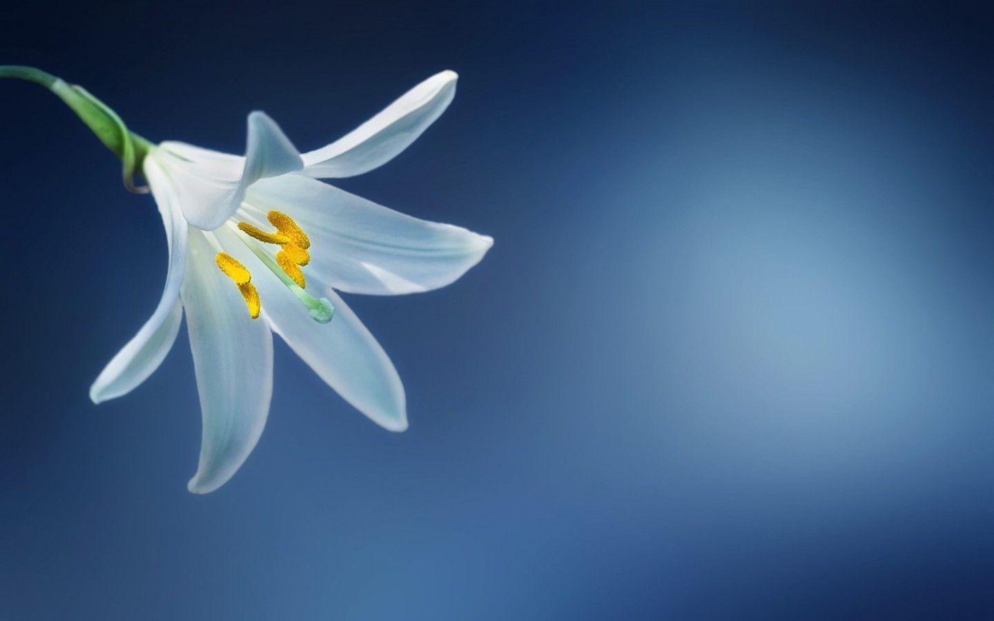 Blue Lily Wallpapers Top Free Blue Lily Backgrounds WallpaperAccess