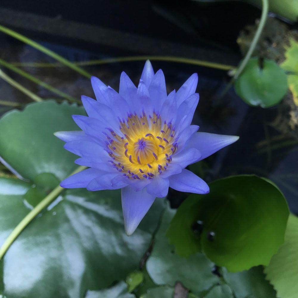 Blue Lily Wallpapers Top Free Blue Lily Backgrounds WallpaperAccess