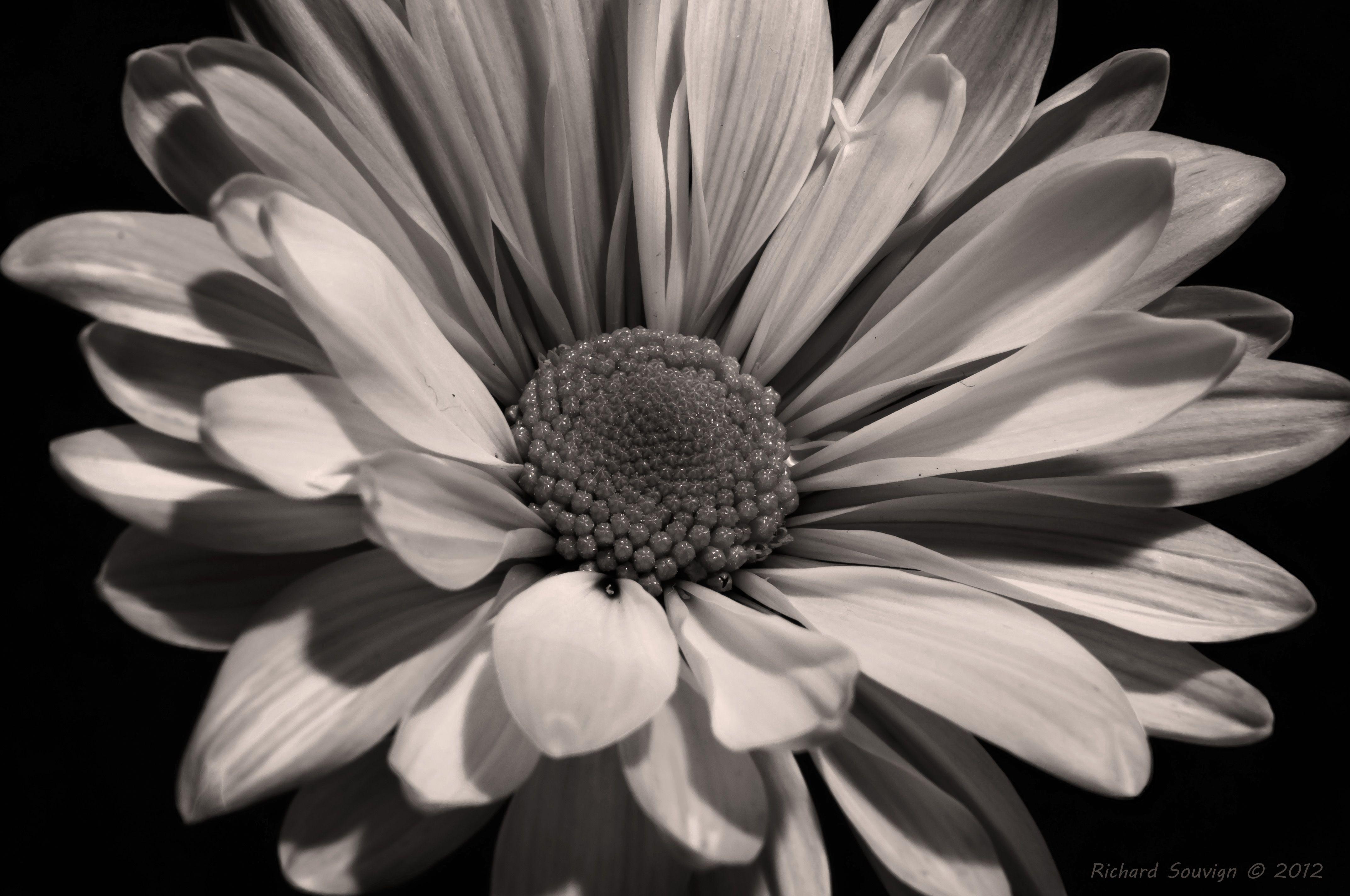Black and White Sunflower Wallpapers Top Free Black and White