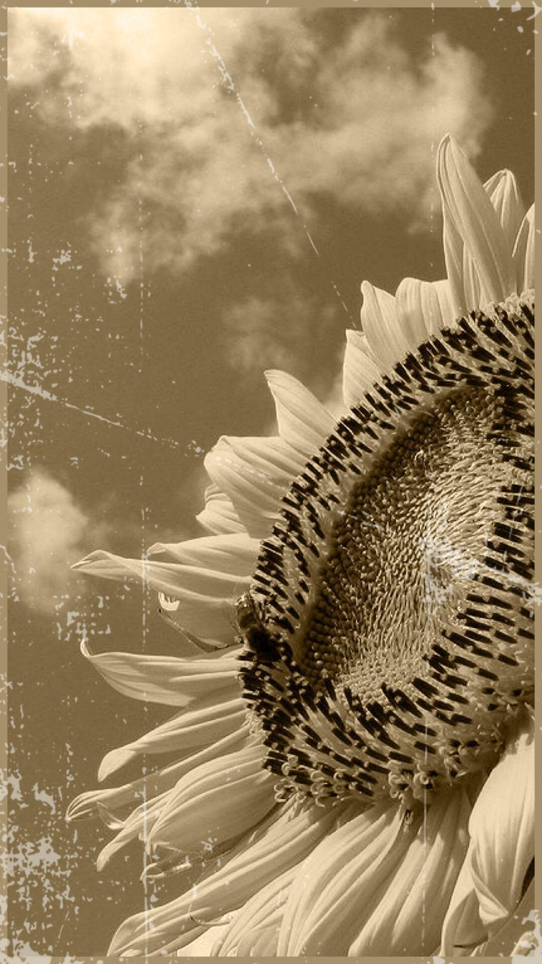Black and White Sunflower Wallpapers Top Free Black and White