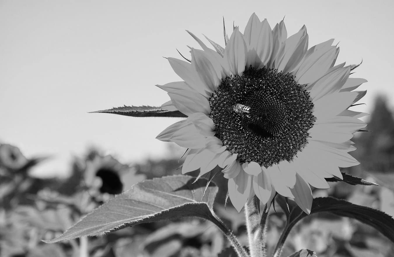 Black and White Sunflower Wallpapers Top Free Black and White