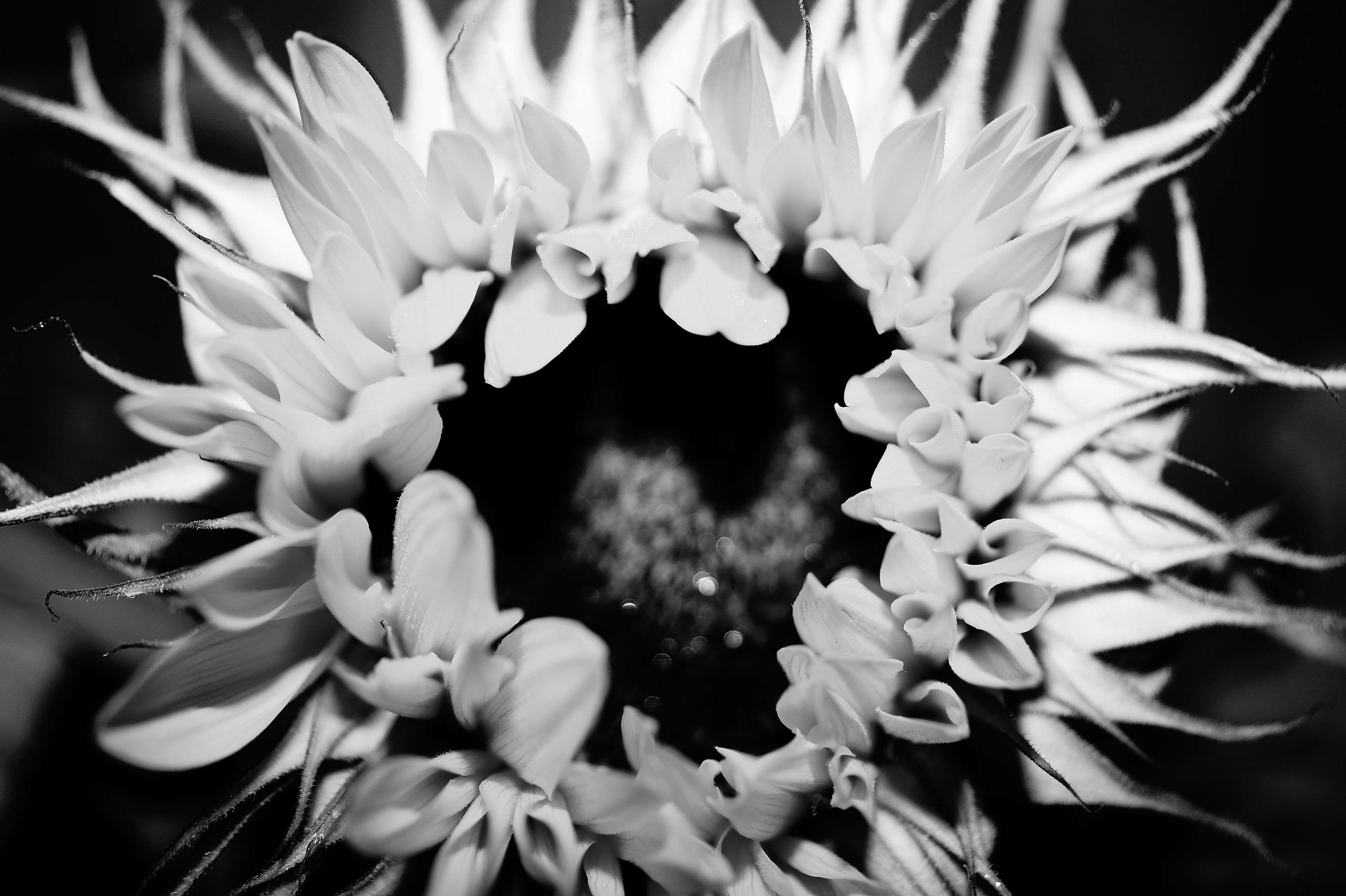 Black and White Sunflower Wallpapers Top Free Black and White