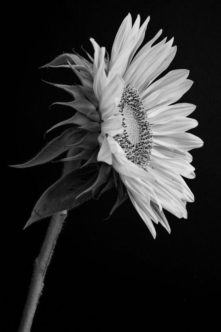 Black and White Sunflower Wallpapers Top Free Black and White