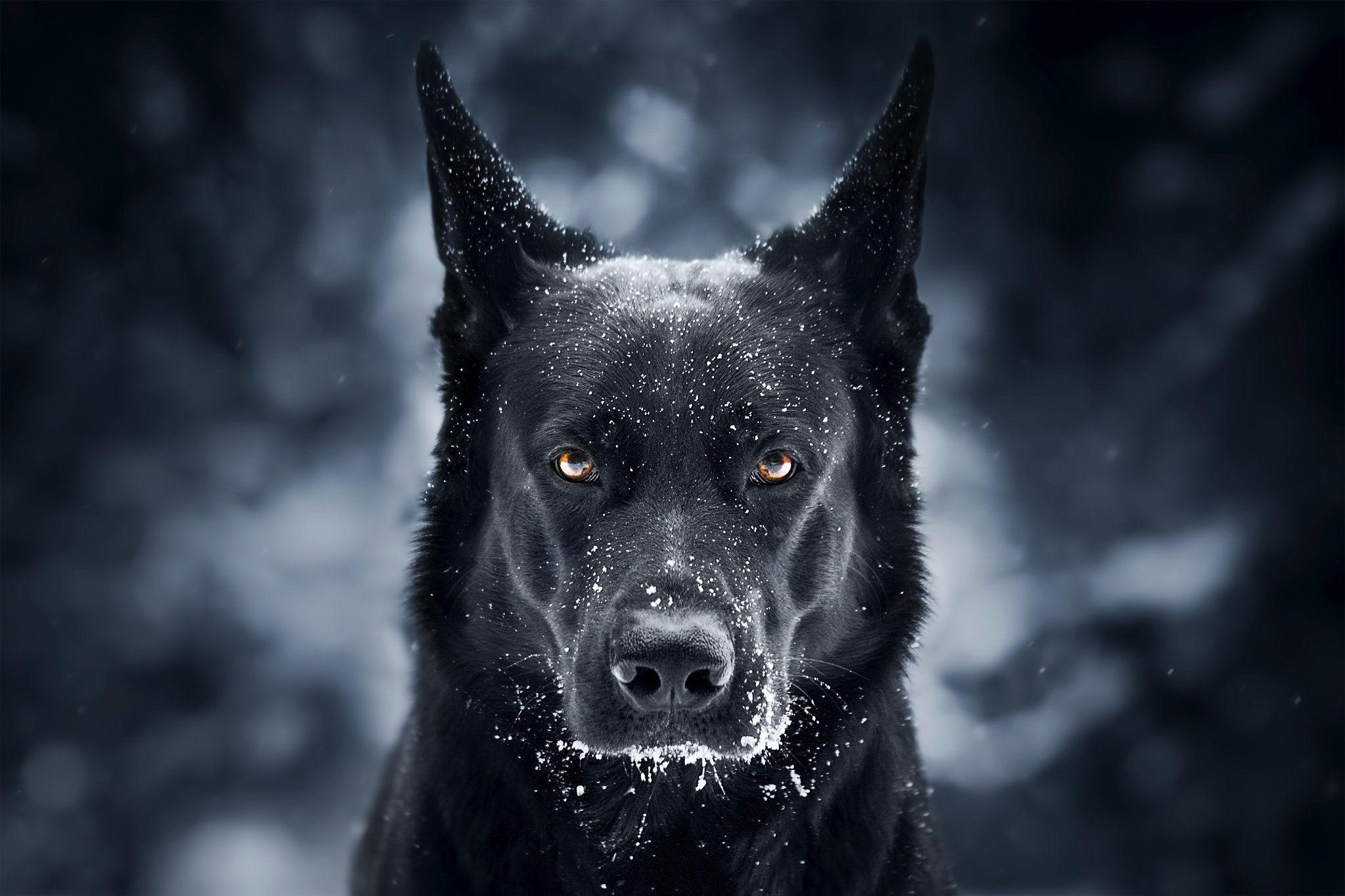 Dark Dogs Wallpapers Top Free Dark Dogs Backgrounds WallpaperAccess
