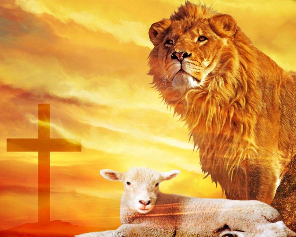 Lion and Lamb Wallpapers Top Free Lion and Lamb Backgrounds