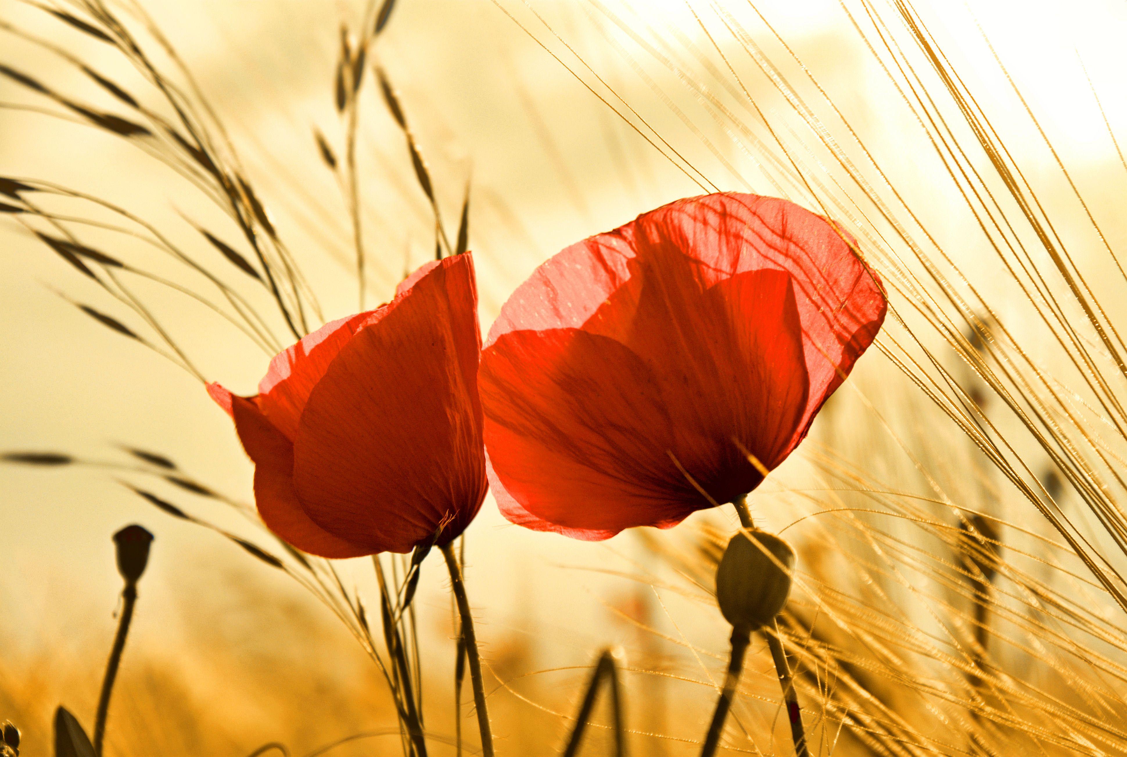 Poppy Wallpapers Top Free Poppy Backgrounds WallpaperAccess