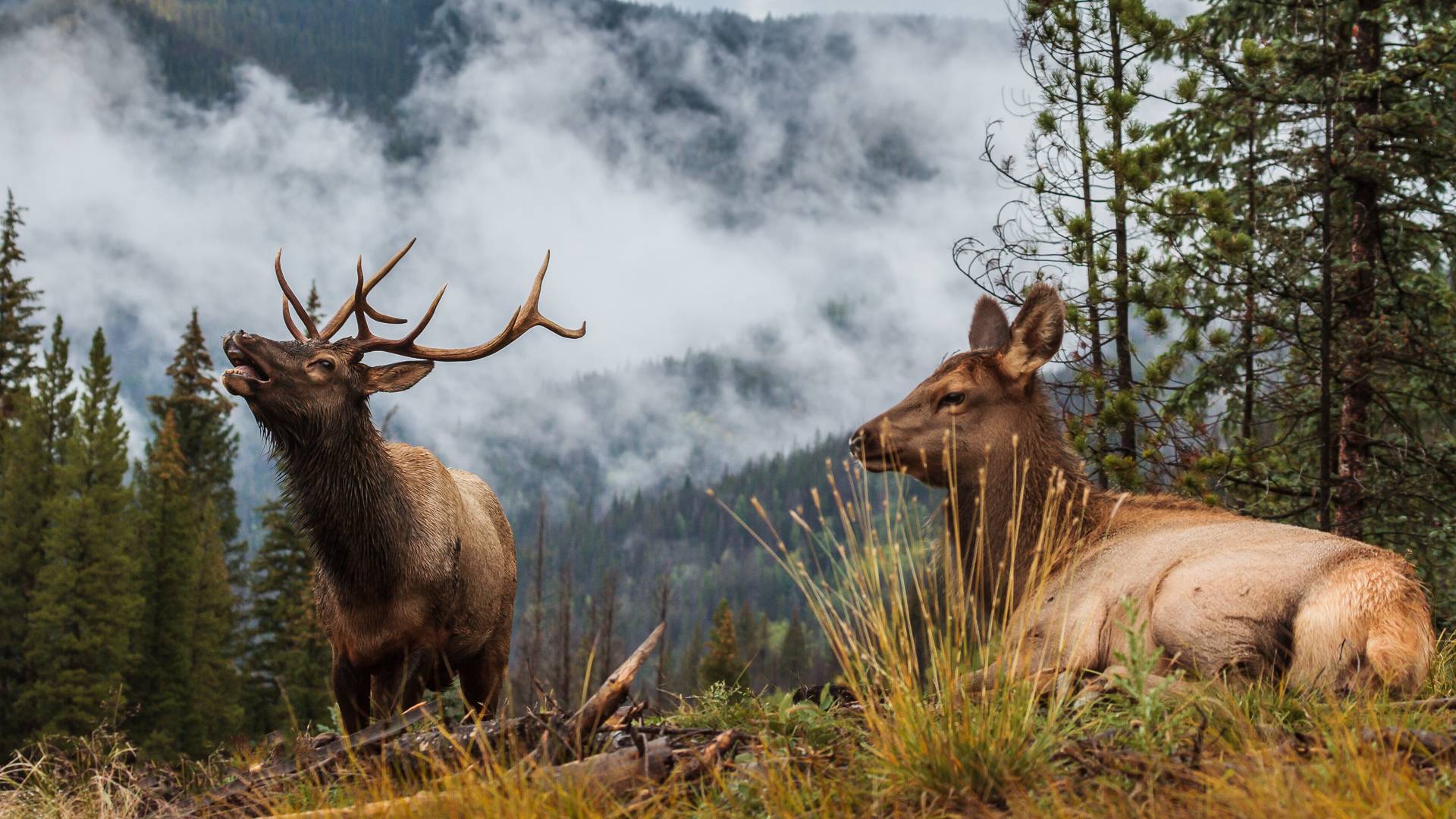 Rocky Mountain Elk Wallpapers Top Free Rocky Mountain Elk Backgrounds