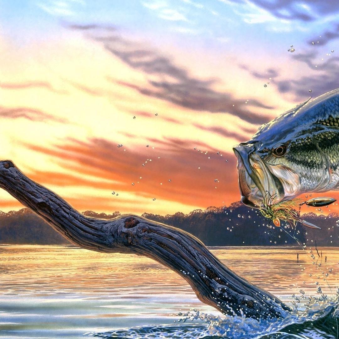 Bass Fishing Wallpapers Top Free Bass Fishing Backgrounds WallpaperAccess