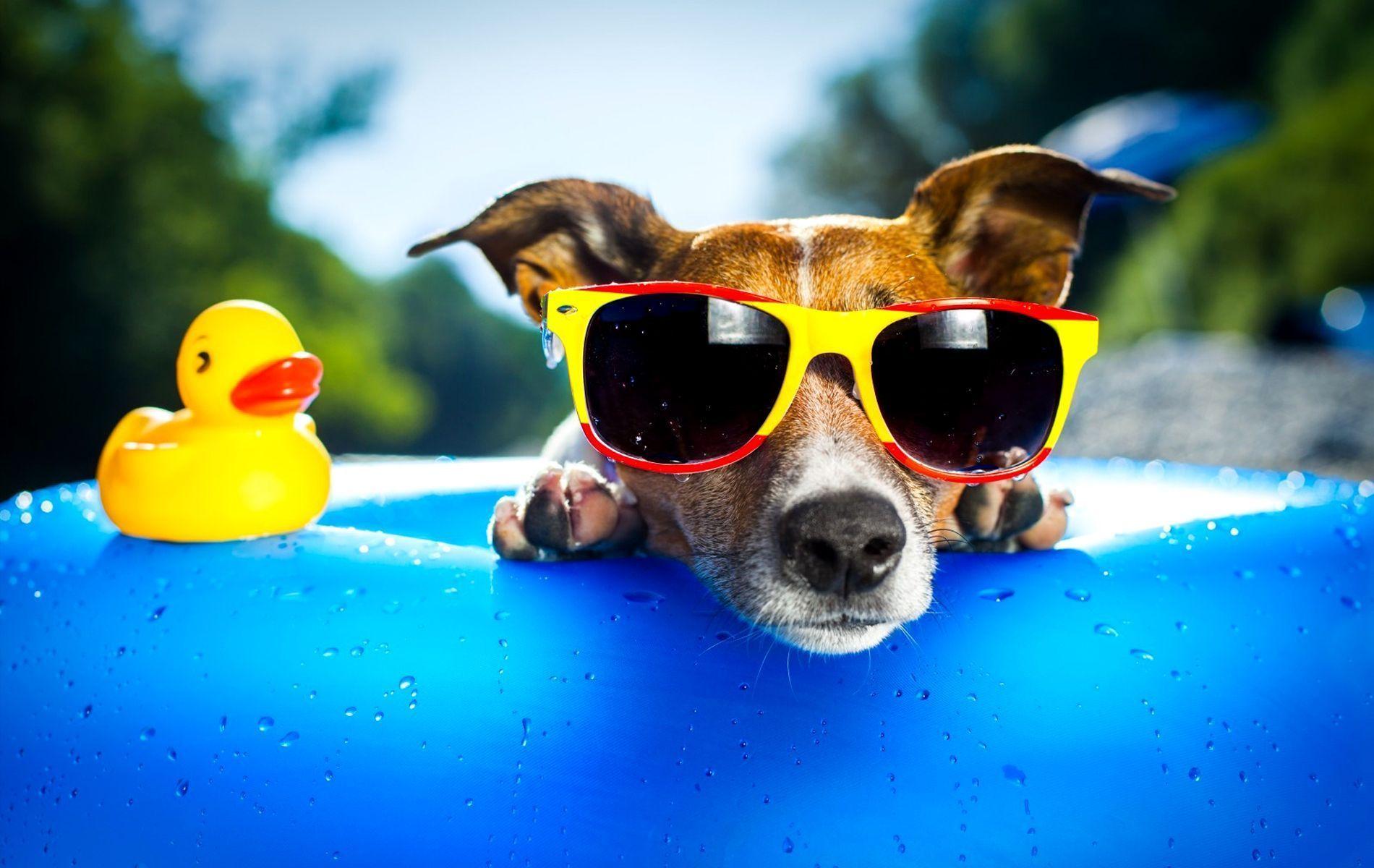 Funny Dog Desktop Wallpapers Top Free Funny Dog Desktop Backgrounds