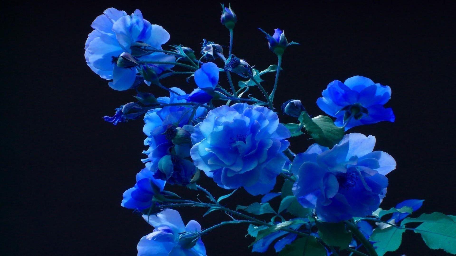 Blue Rose Garden Wallpapers Top Free Blue Rose Garden Backgrounds