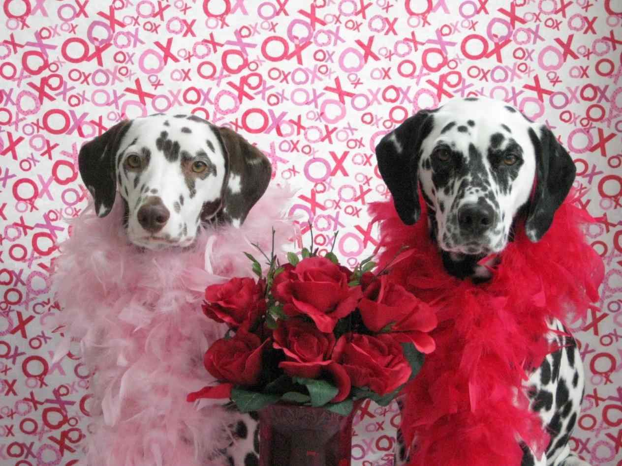 Valentine Dog Wallpapers Top Free Valentine Dog Backgrounds WallpaperAccess