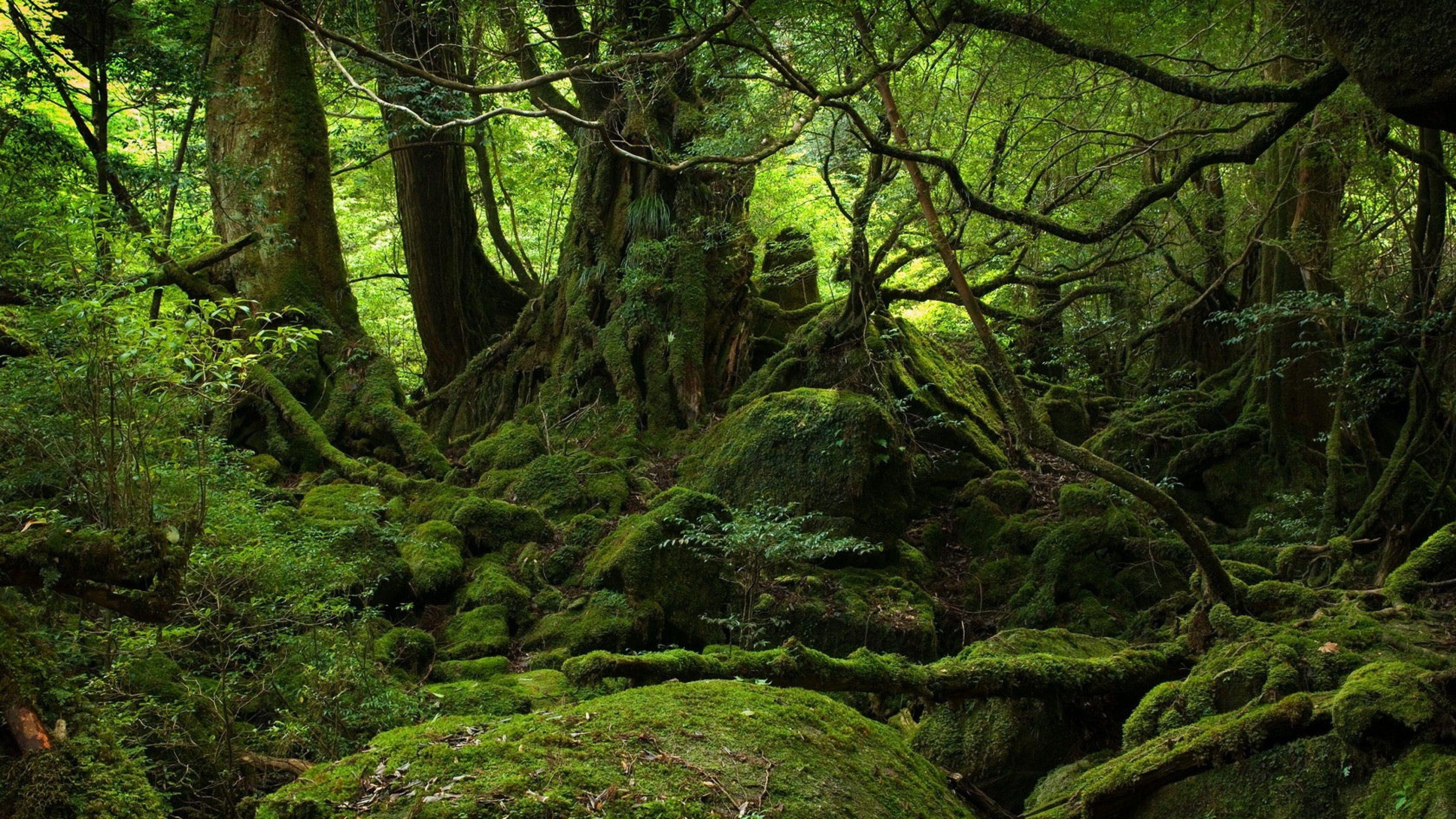 Celtic Forest Wallpapers Top Free Celtic Forest Backgrounds