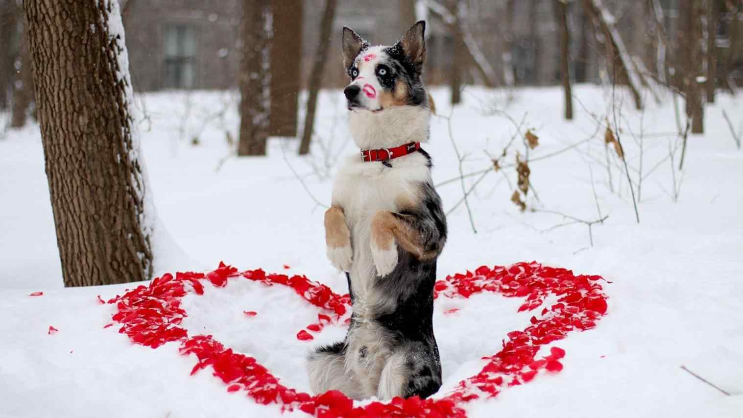 Valentine Dog Wallpapers Top Free Valentine Dog Backgrounds WallpaperAccess