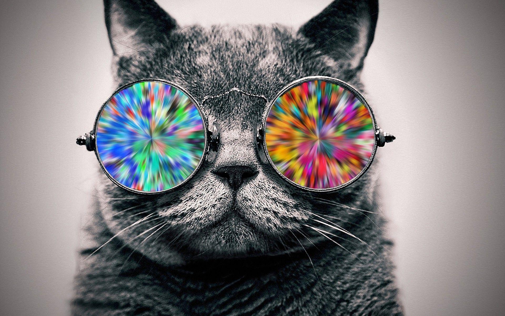 Glasses Cat Galaxy Wallpapers Top Free Glasses Cat Galaxy Backgrounds