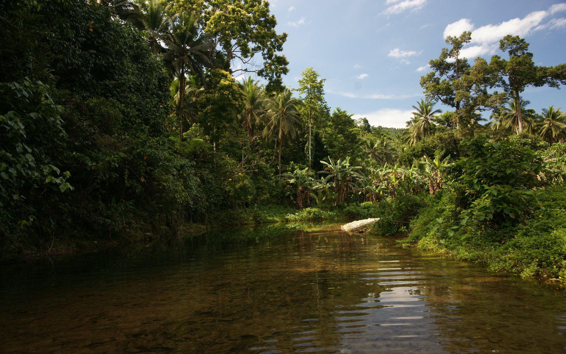 Jungle Beach Wallpapers Top Free Jungle Beach Backgrounds