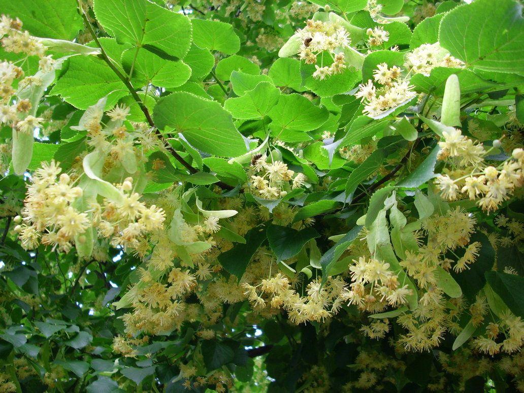 Linden Tree Wallpapers Top Free Linden Tree Backgrounds WallpaperAccess