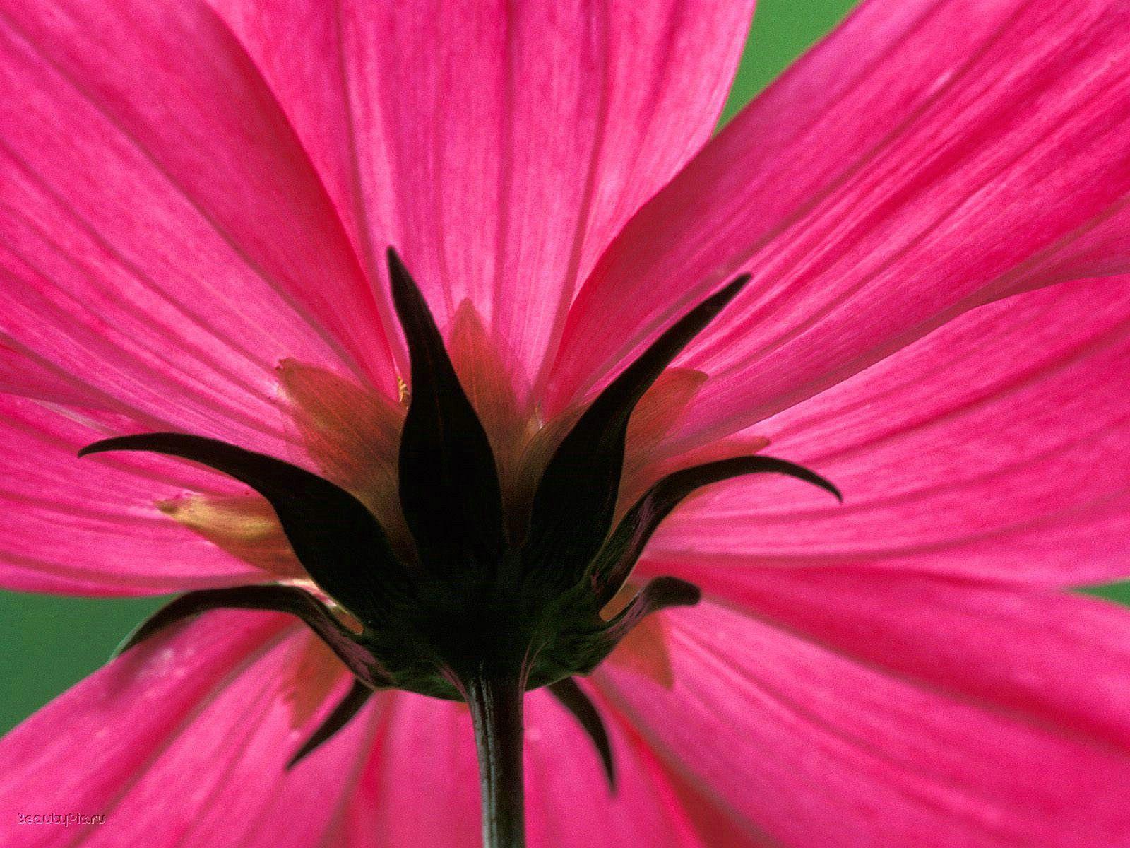 Cool Pink Flower Wallpapers Top Free Cool Pink Flower Backgrounds
