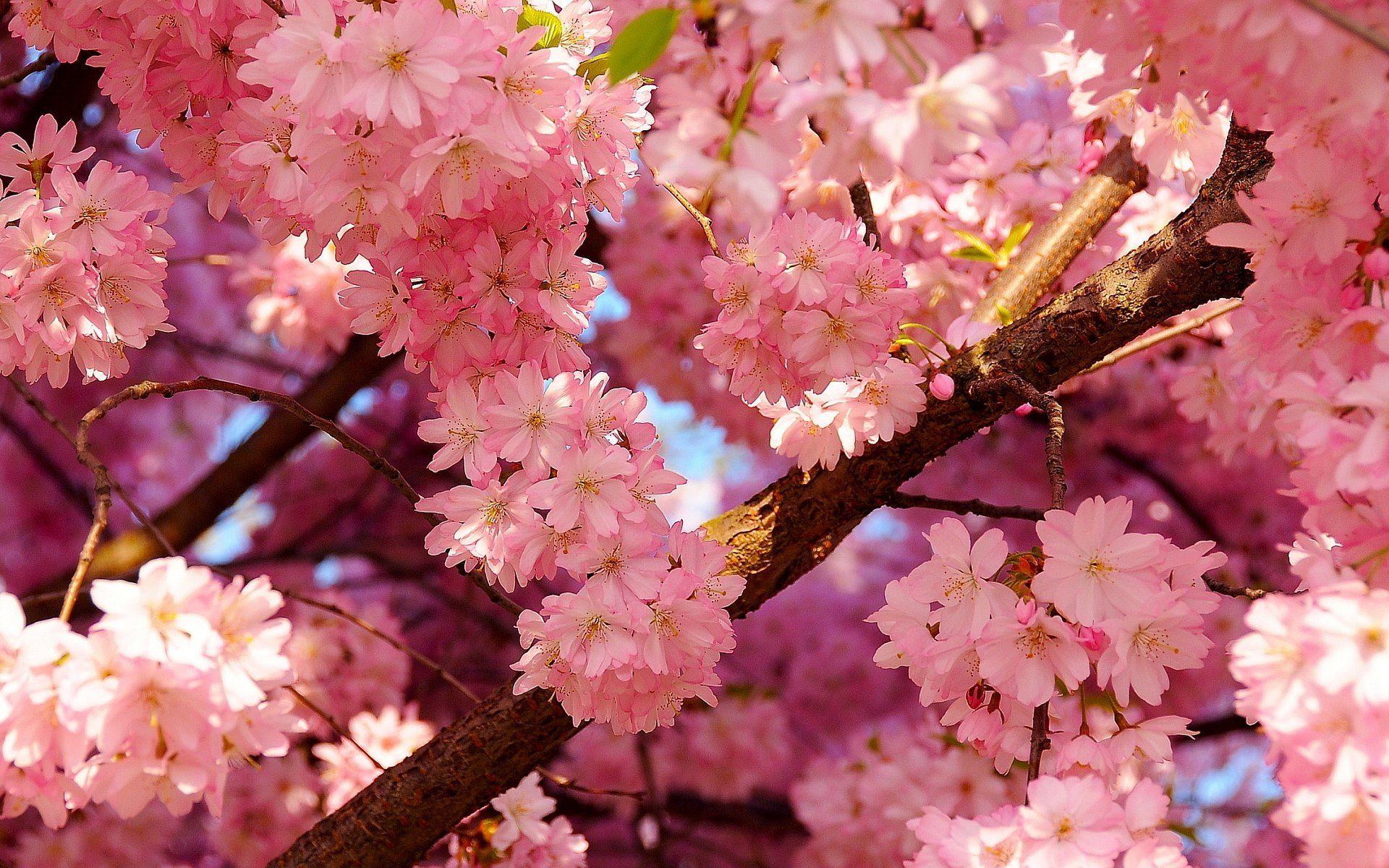 Cherry Blossom Festival Wallpapers Top Free Cherry Blossom Festival
