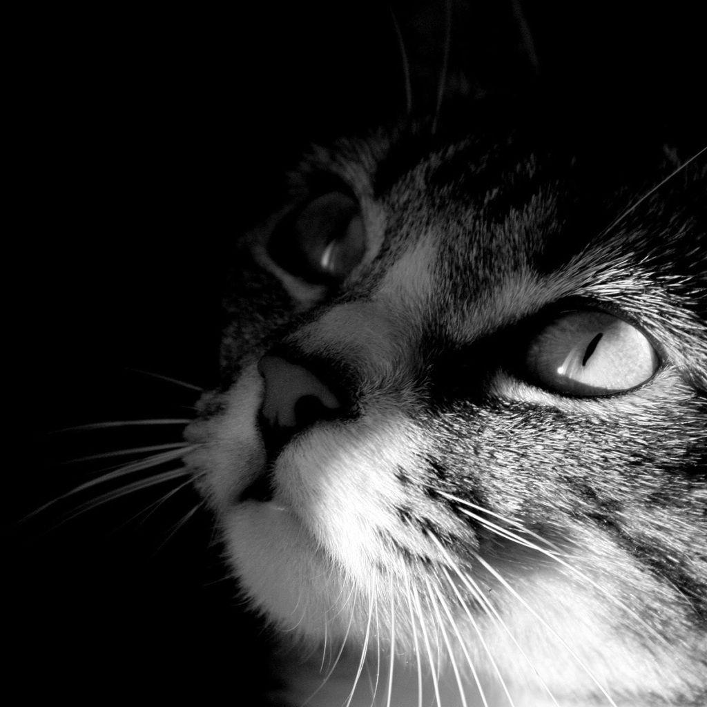 Cat iPad Wallpapers Top Free Cat iPad Backgrounds WallpaperAccess