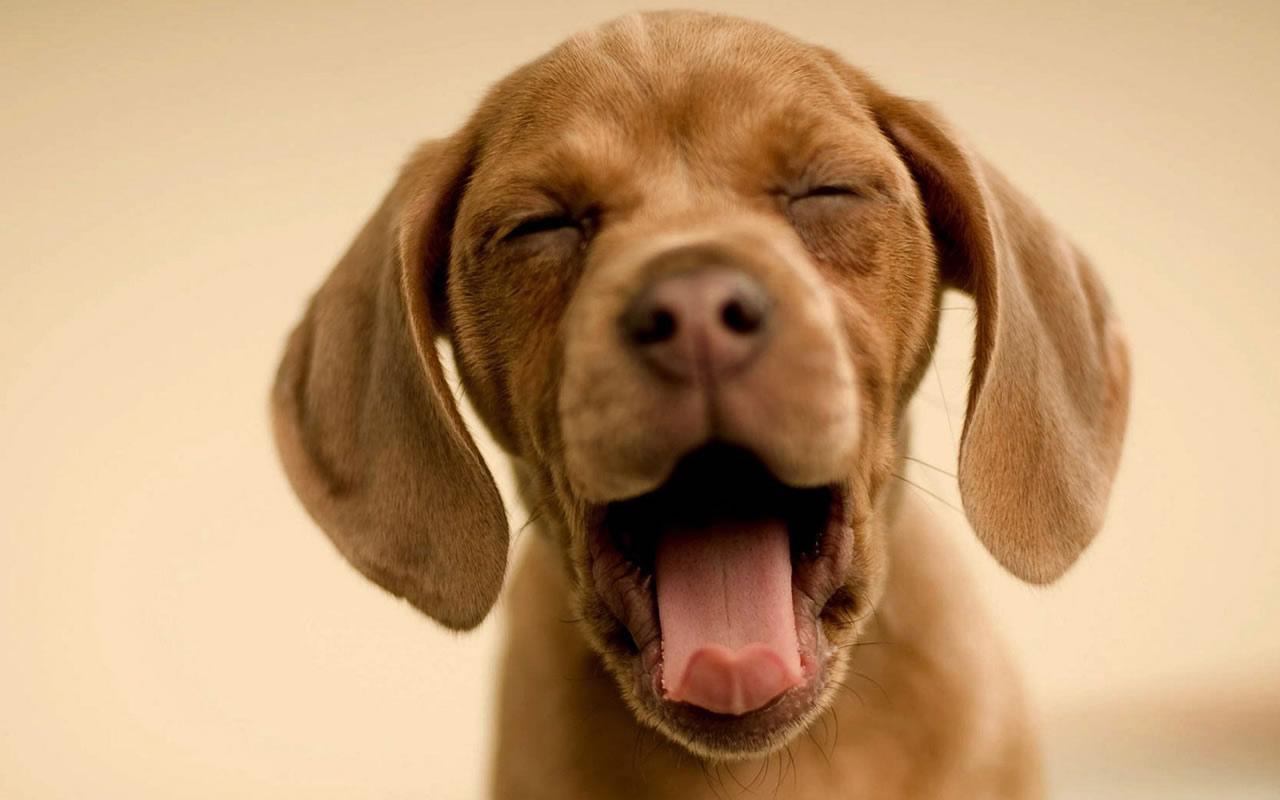 Laughing Dog Wallpapers Top Free Laughing Dog Backgrounds