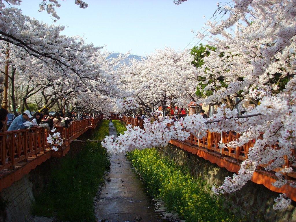 Hirosaki Cherry Blossom Festival, 23rd Apr–5th May, 2023