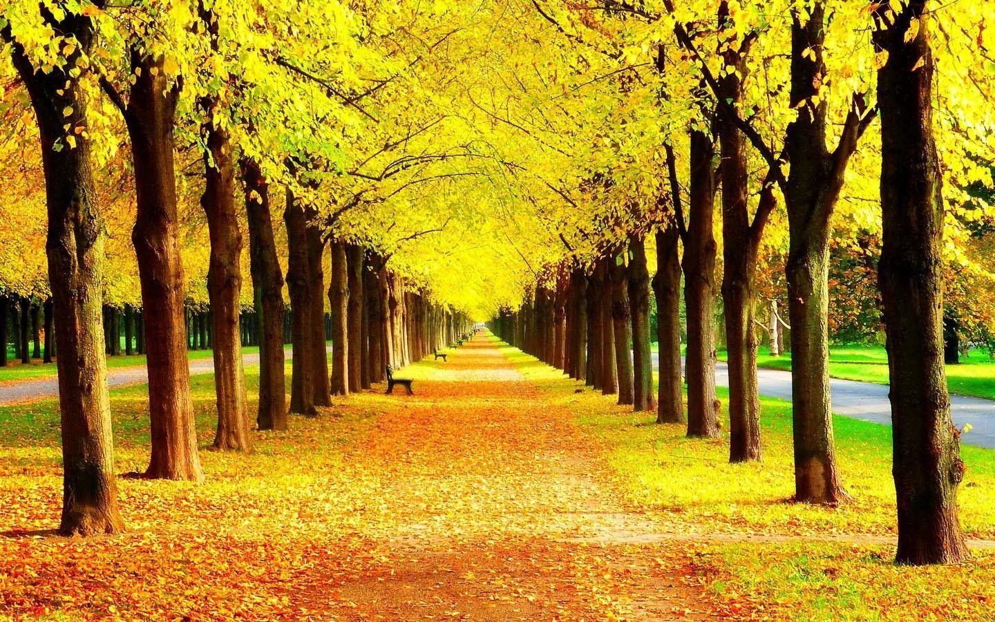 Yellow Forest Wallpapers Top Free Yellow Forest Backgrounds