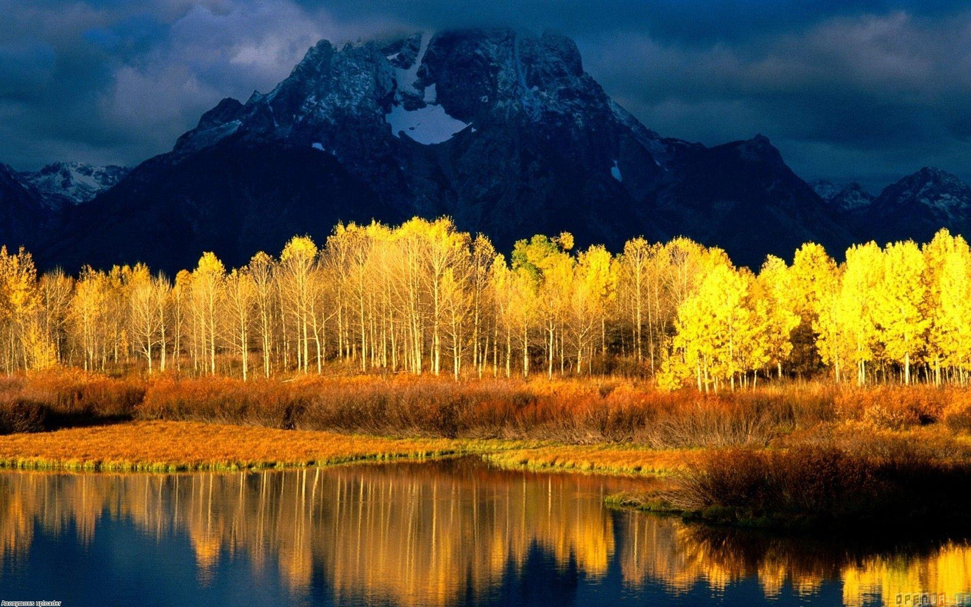 Yellow Forest Wallpapers Top Free Yellow Forest Backgrounds