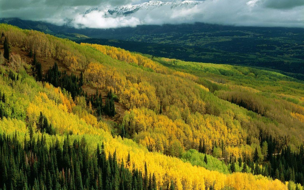 Yellow Forest Wallpapers Top Free Yellow Forest Backgrounds