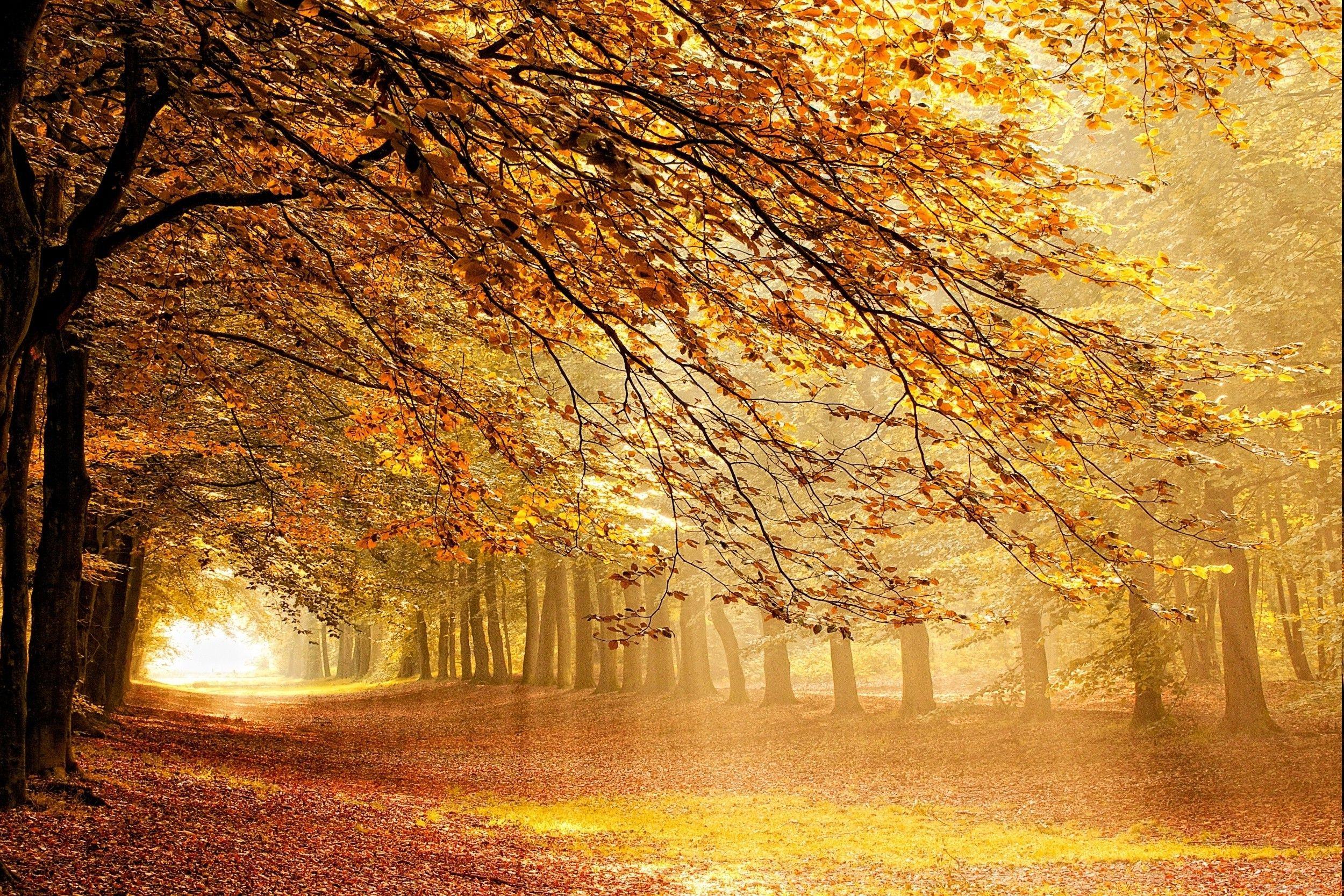 Yellow Forest Wallpapers Top Free Yellow Forest Backgrounds