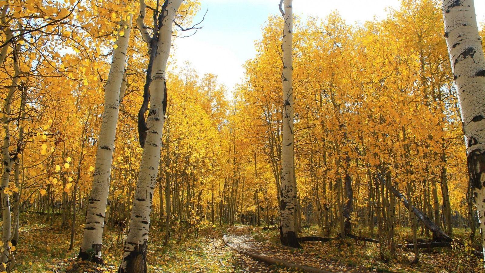 Yellow Forest Wallpapers Top Free Yellow Forest Backgrounds