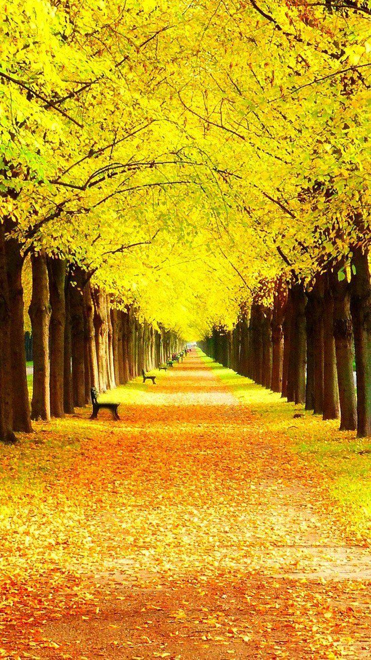 Yellow Forest Wallpapers Top Free Yellow Forest Backgrounds