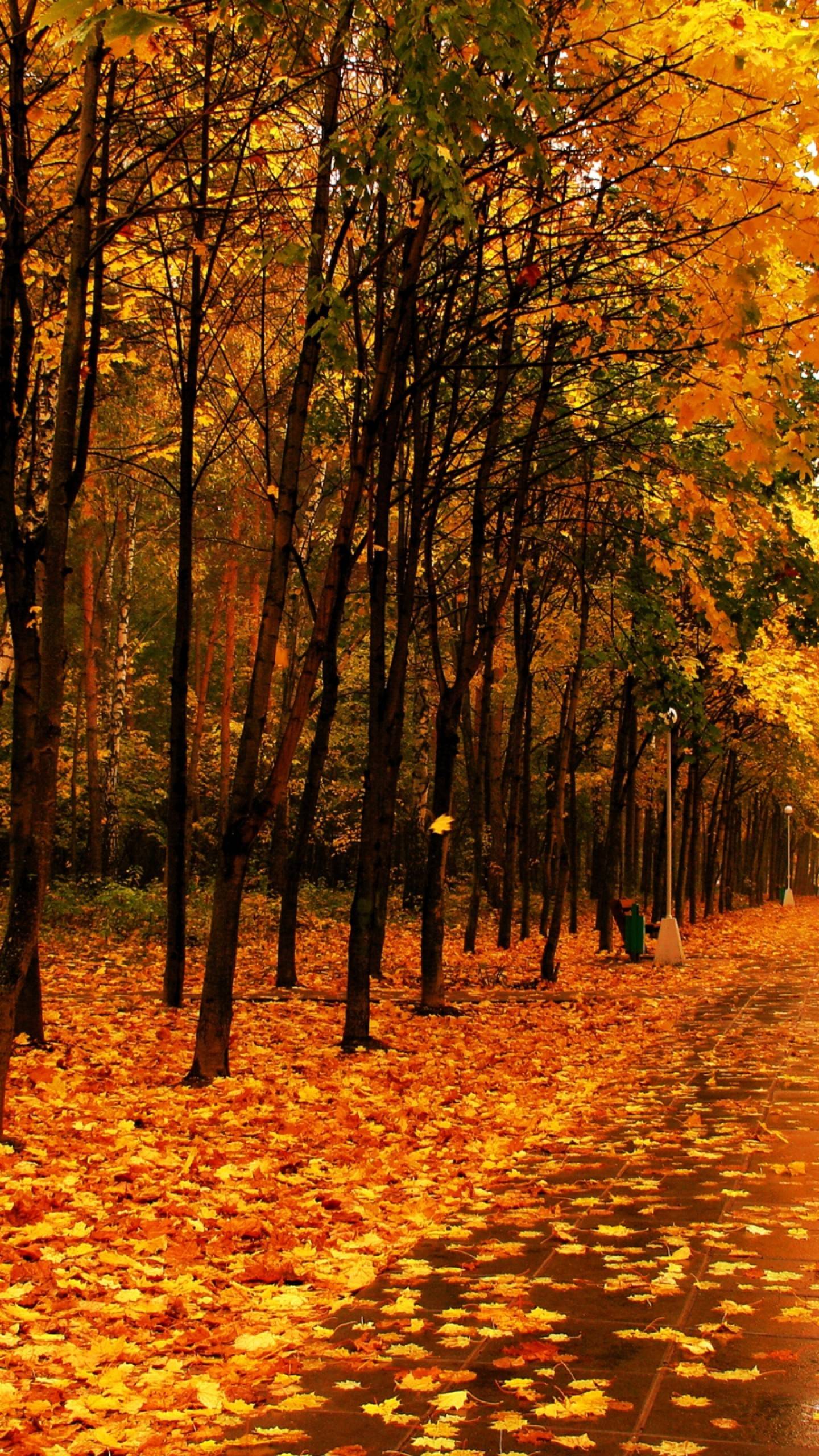 Yellow Forest Wallpapers Top Free Yellow Forest Backgrounds