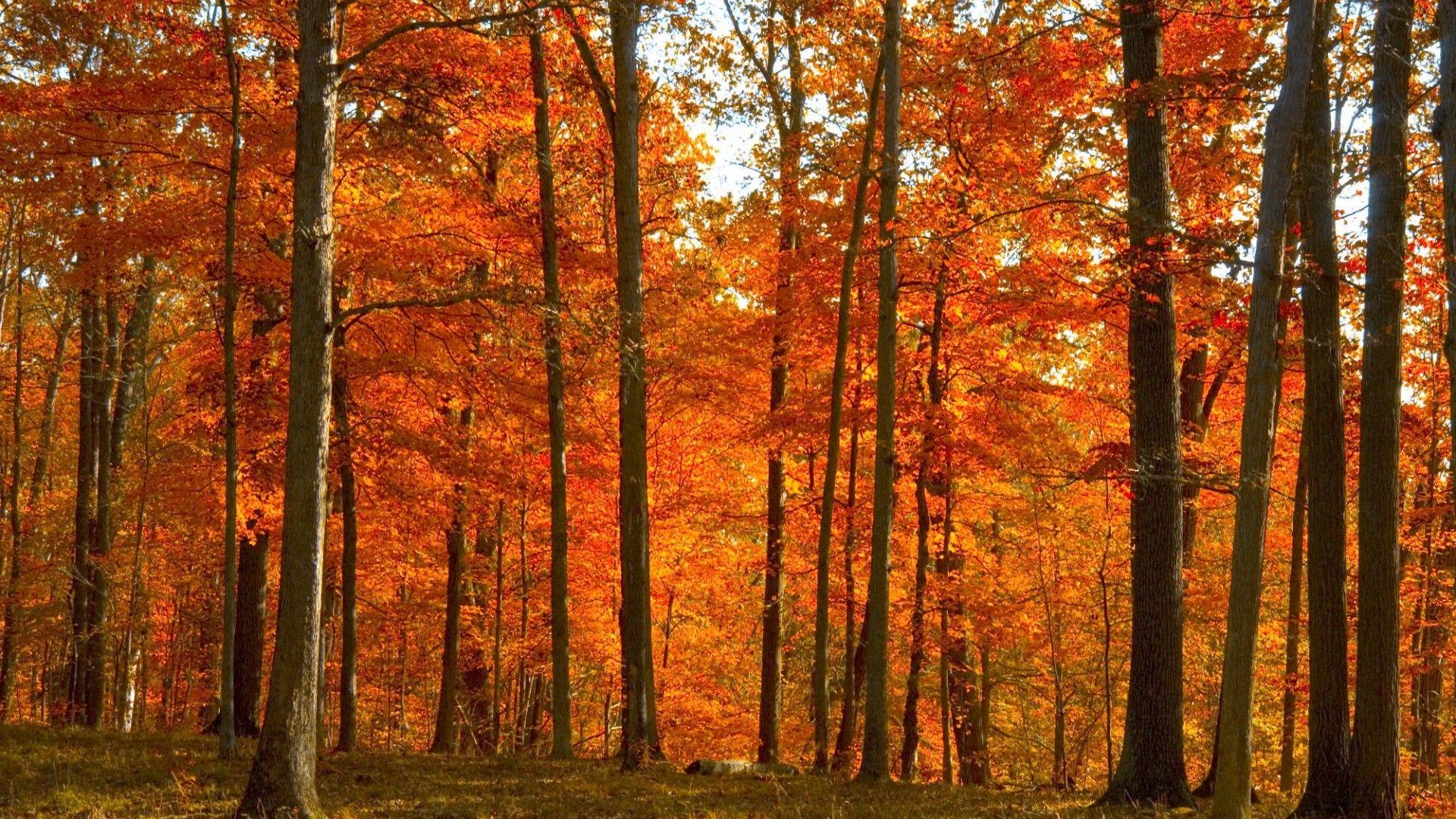 Yellow Forest Wallpapers Top Free Yellow Forest Backgrounds