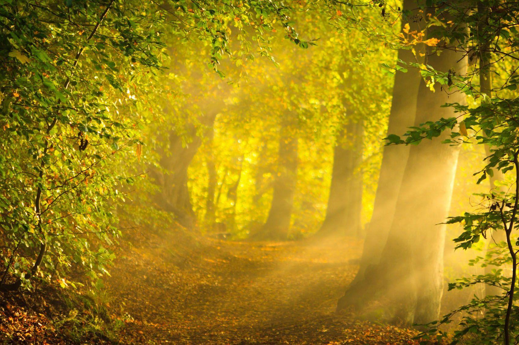 Yellow Forest Wallpapers Top Free Yellow Forest Backgrounds