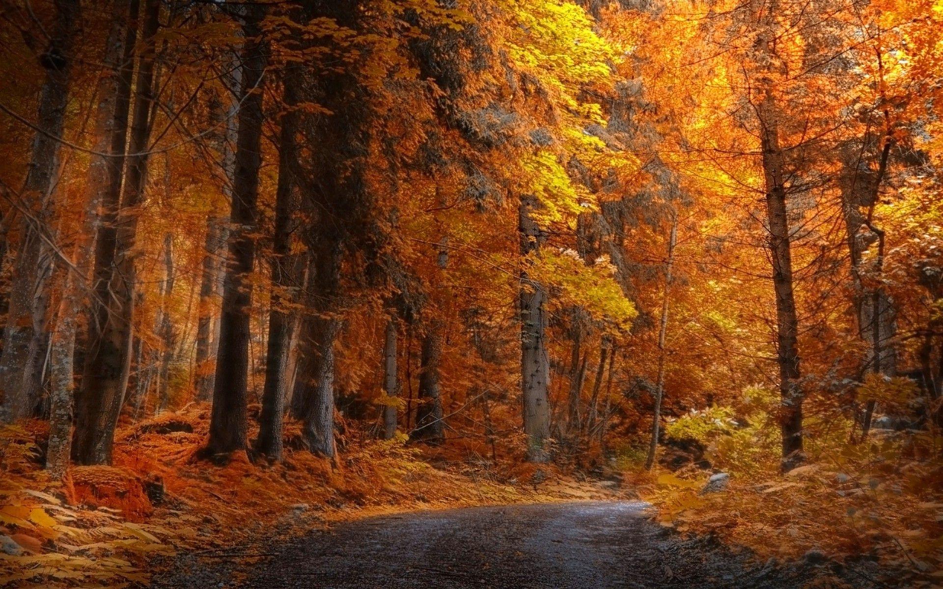 Yellow Forest Wallpapers Top Free Yellow Forest Backgrounds
