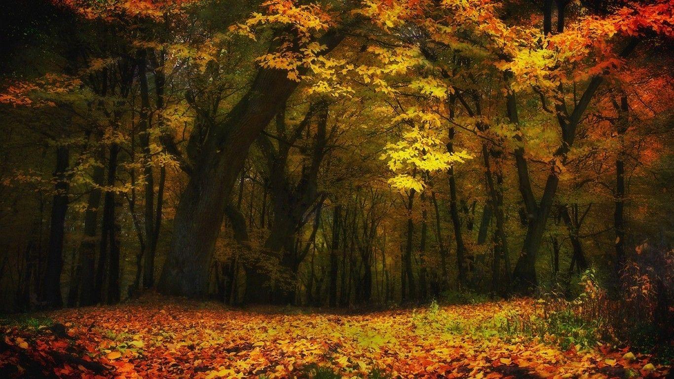 Yellow Forest Wallpapers Top Free Yellow Forest Backgrounds