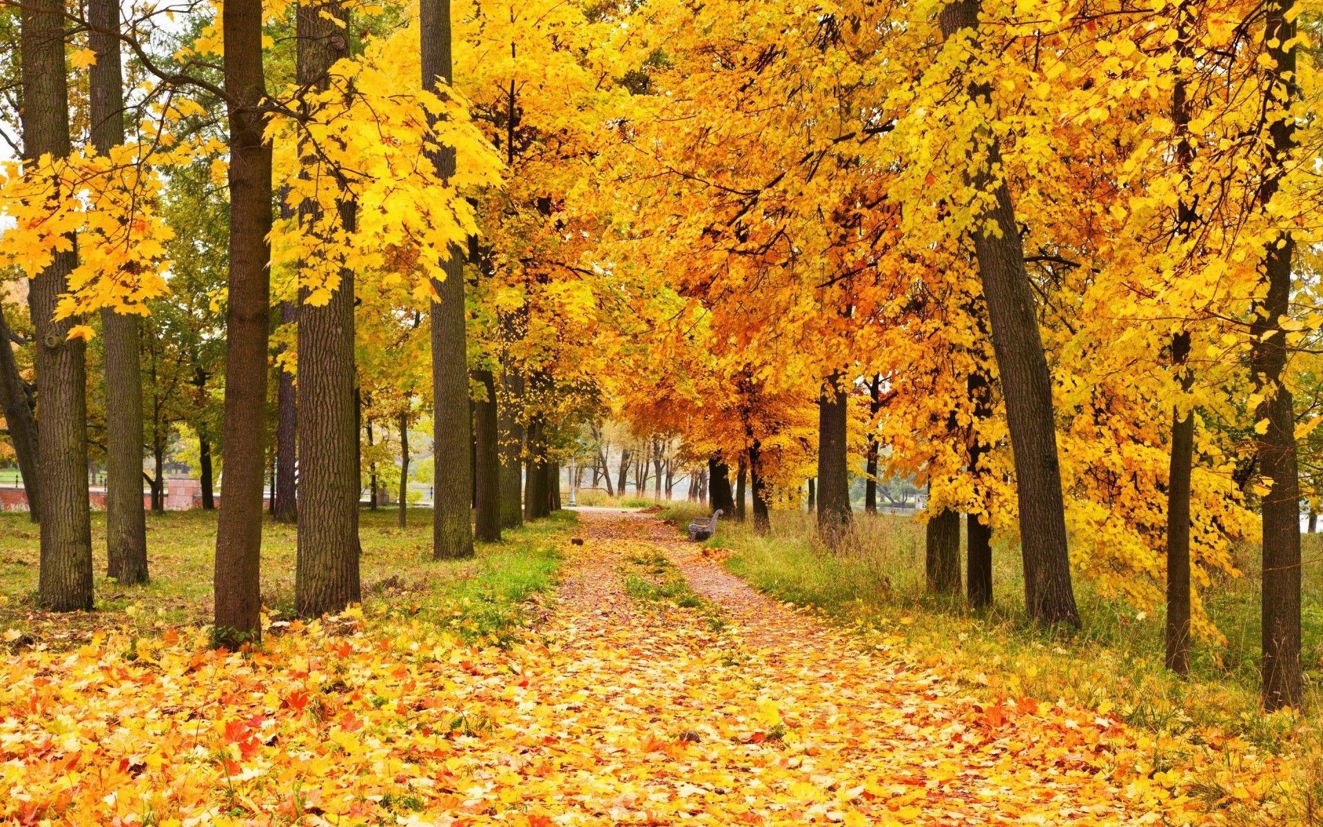 Yellow Forest Wallpapers Top Free Yellow Forest Backgrounds