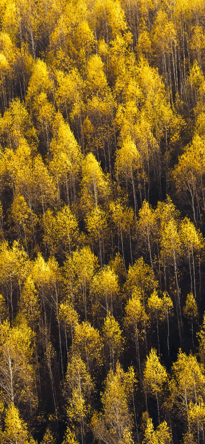 Yellow Forest Wallpapers Top Free Yellow Forest Backgrounds