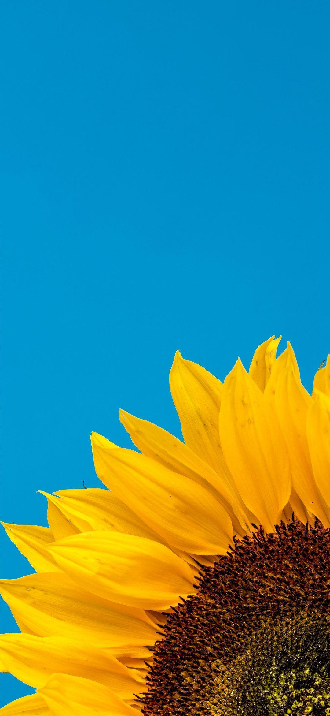Sunflower Blue Wallpapers Top Free Sunflower Blue Backgrounds