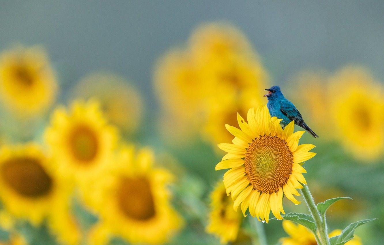 Sunflower Blue Wallpapers Top Free Sunflower Blue Backgrounds