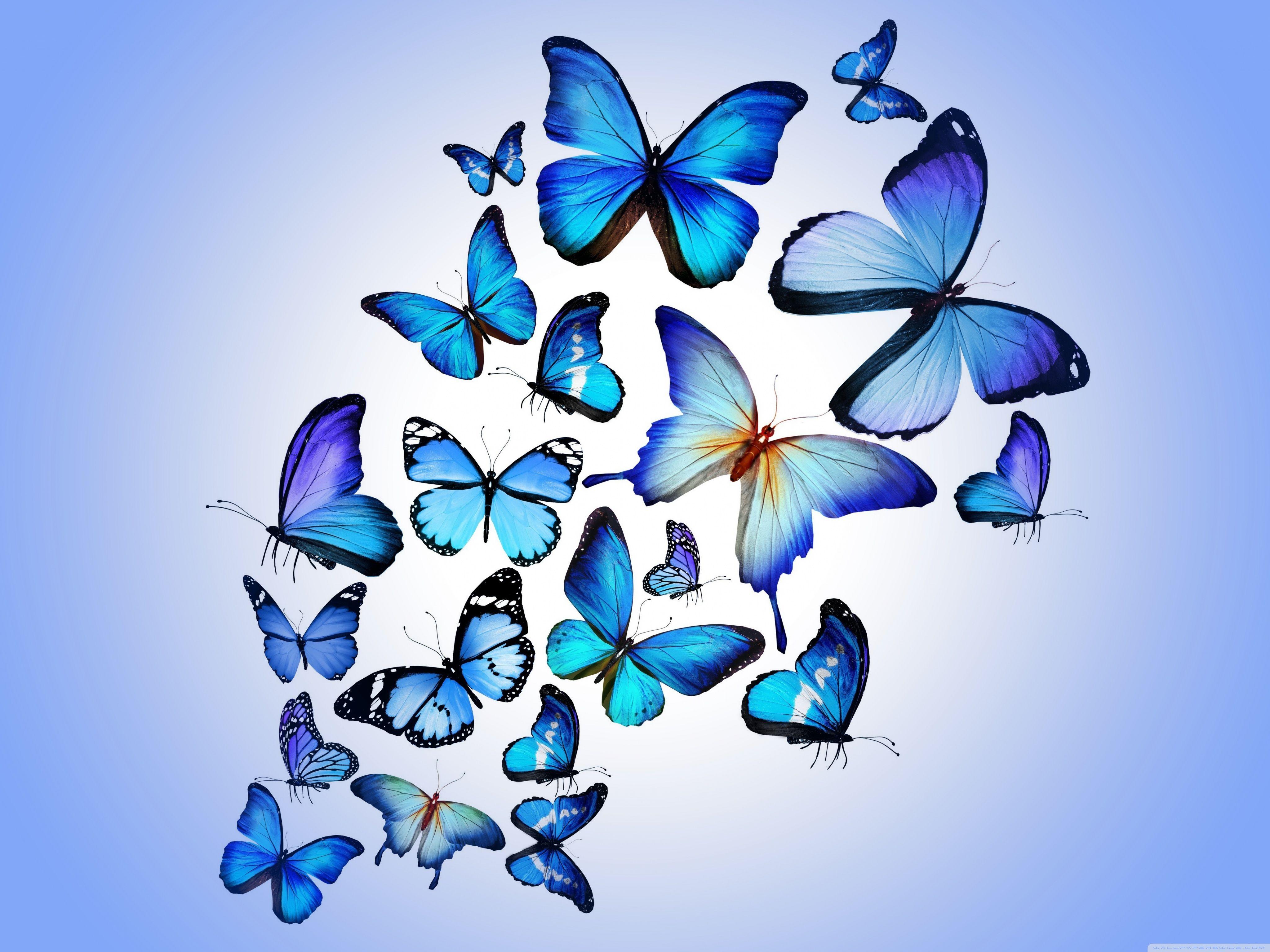 Blue Butterfly HD Wallpapers Top Free Blue Butterfly HD Backgrounds