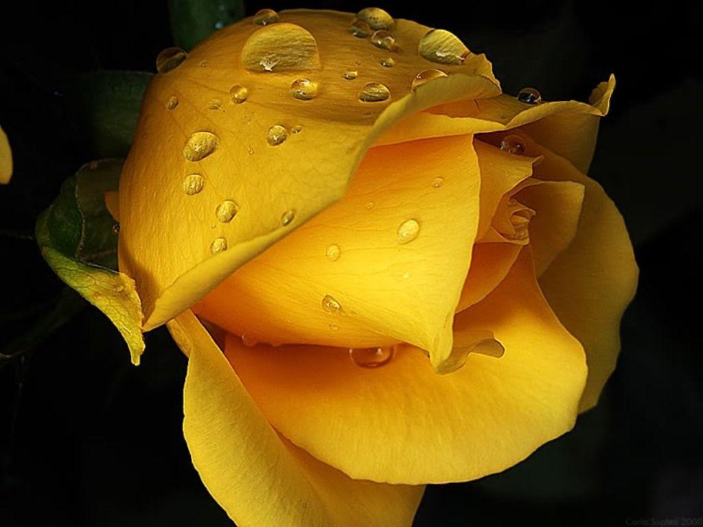 Yellow Rose HD Wallpapers Top Free Yellow Rose HD Backgrounds