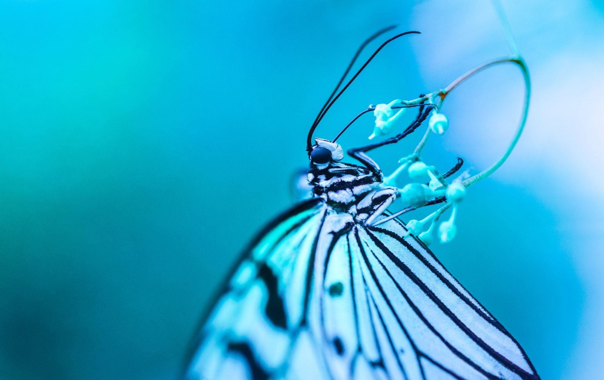 Blue Butterfly HD Wallpapers Top Free Blue Butterfly HD Backgrounds