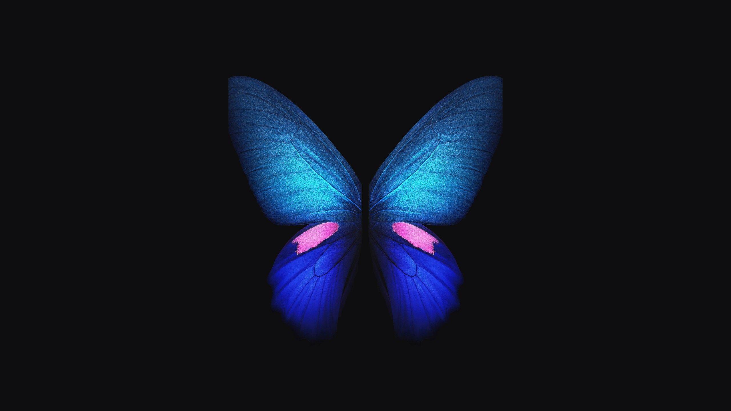 Blue Butterfly HD Wallpapers Top Free Blue Butterfly HD Backgrounds