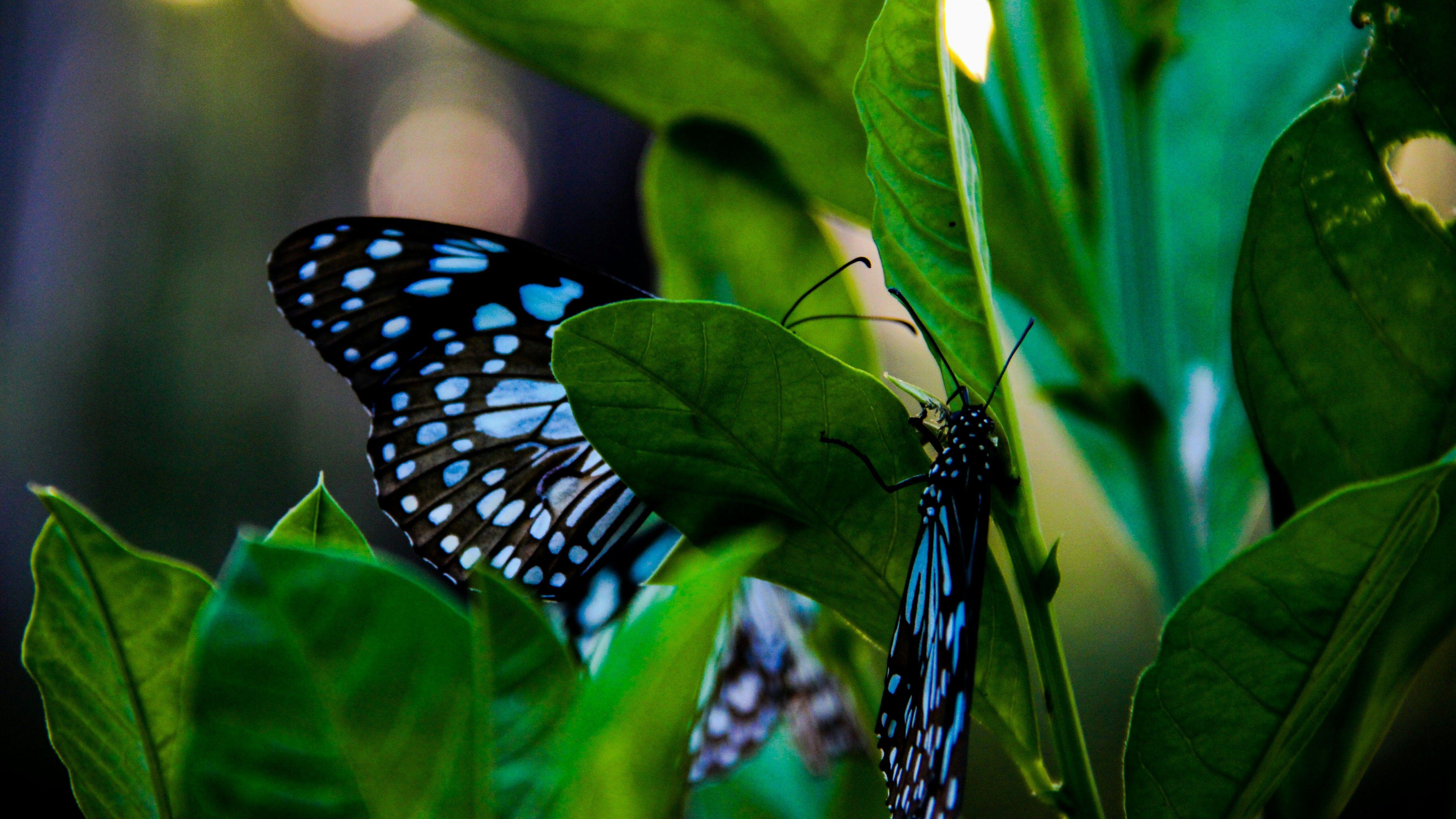 Blue Butterfly HD Wallpapers Top Free Blue Butterfly HD Backgrounds